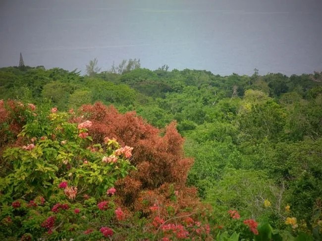 prospect plantation 6_