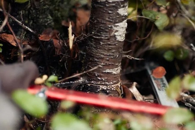 sven-saw-folding-saw-gear-patrol-3_