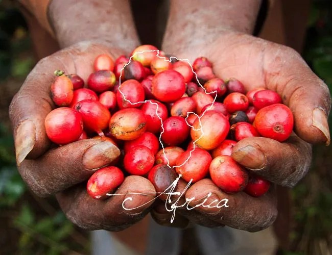 africa-coffee-beans