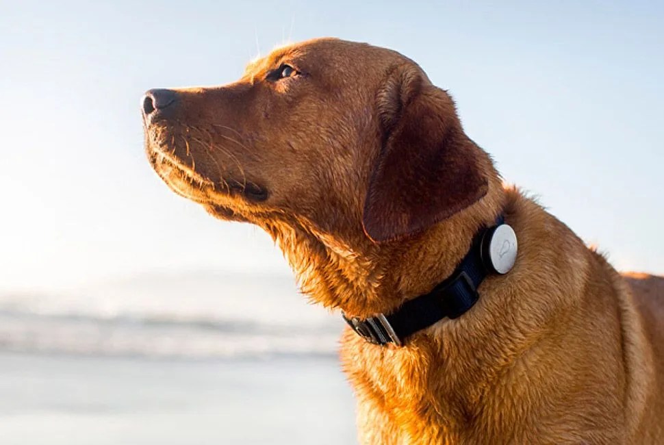 Whistle-Dog-Activity-Tracker-Gear-Patrol-Lead-Full