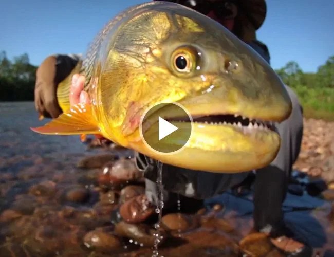 What-kind-of-meat-viewfinder-gear-patorl-lead