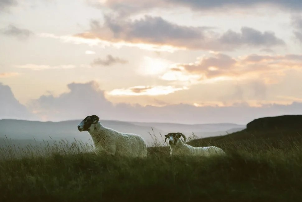 Chasing-Sheep-Gear-Patrol-Lead-Full