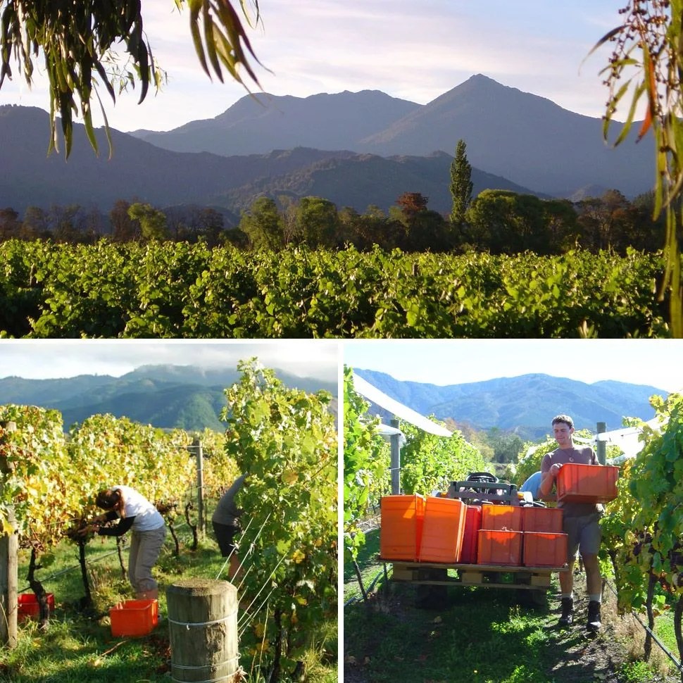 best-wineries-of-new-zealand-hans-herzog-estate-gear-patrol