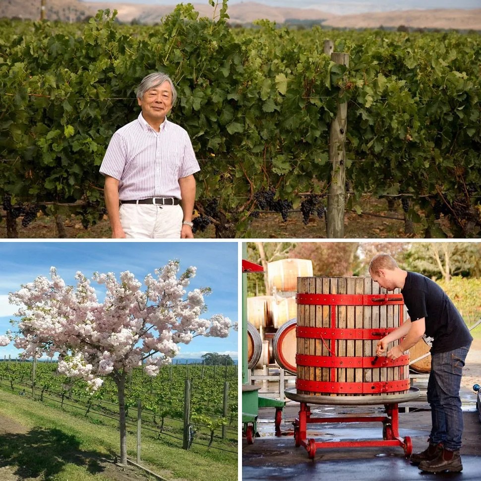 best-wineries-of-new-zealand-osawa-wines-gear-patrol