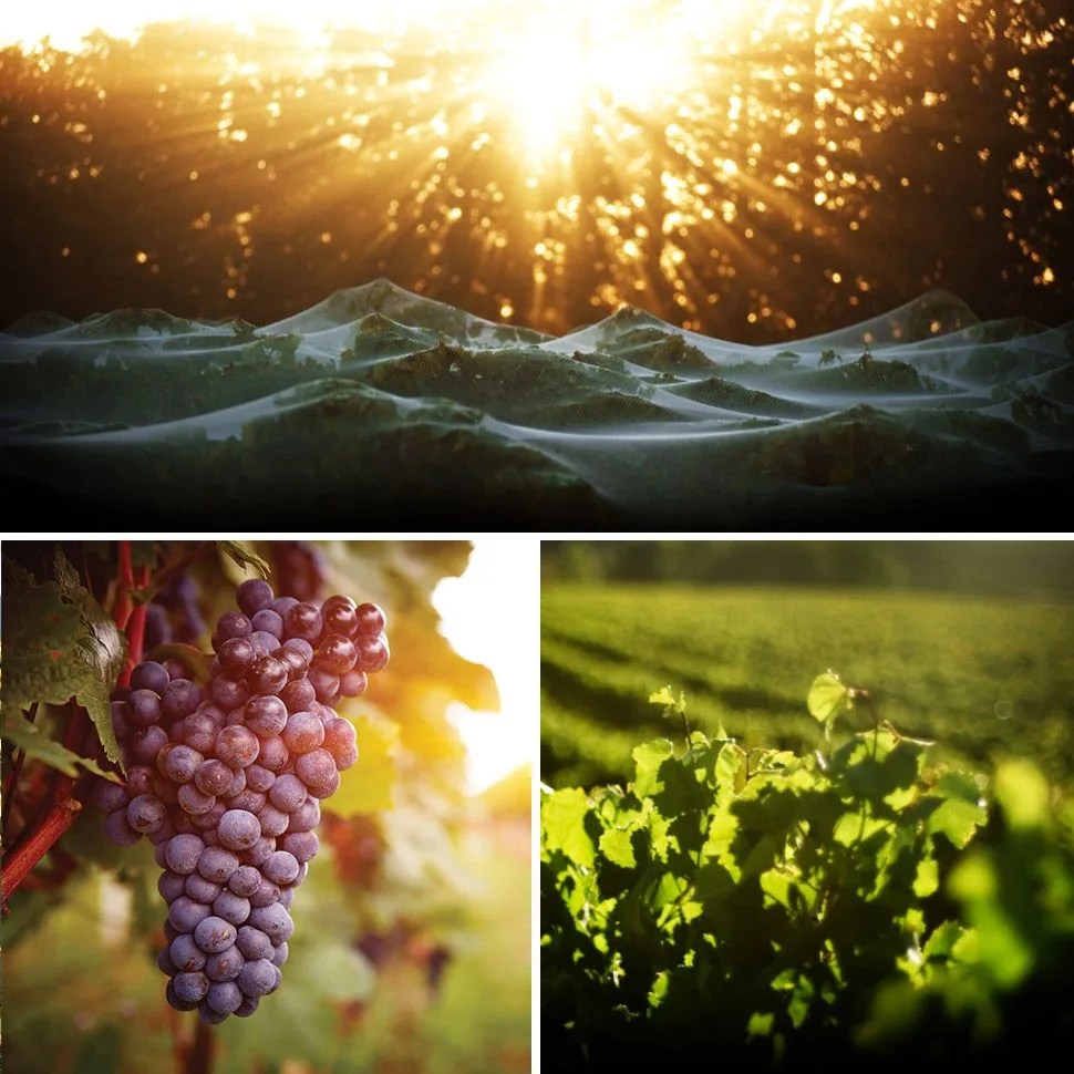 best-wineries-of-new-zealand-palliser-estate-gear-patrol