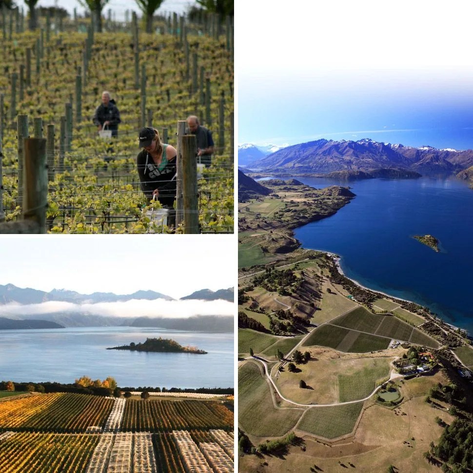 best-wineries-of-new-zealand-rippon-wines-gear-patrol