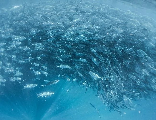 cabo-gear-patrol-650