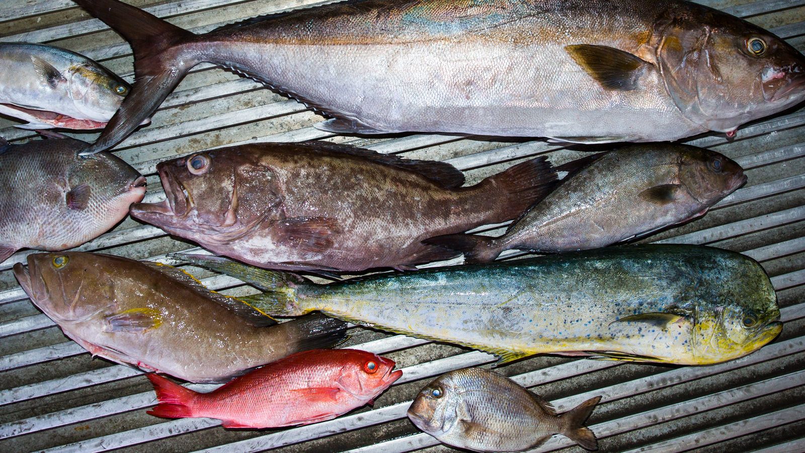 Mike-Lata-Charleston-Seafood-Gear-Patrol-Cinematic-Hero4