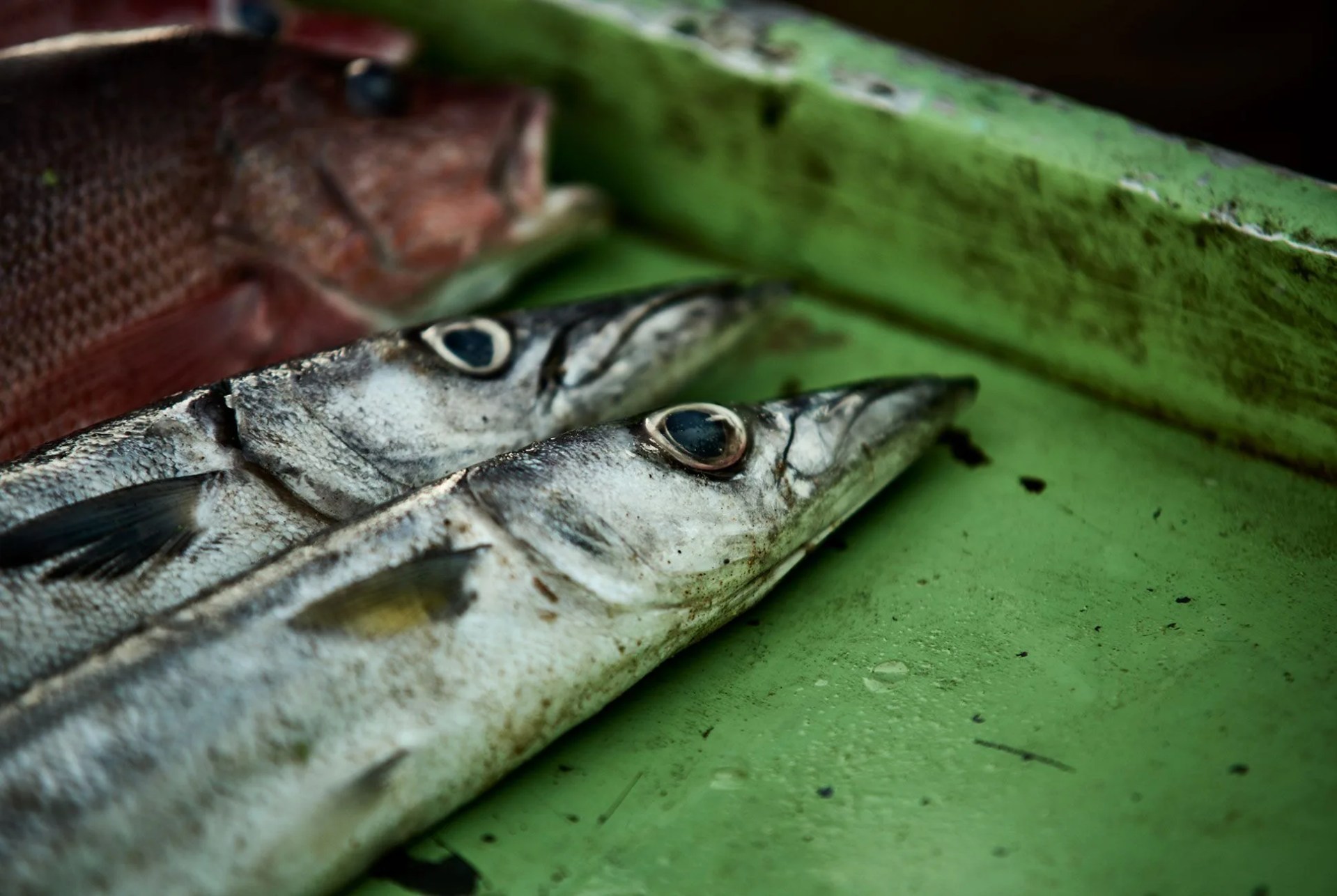 sri-lanka-gear-patrol-delorenzo-9