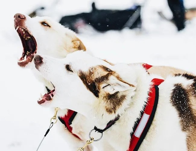 iditarod-challenge-gear-patrol-feature