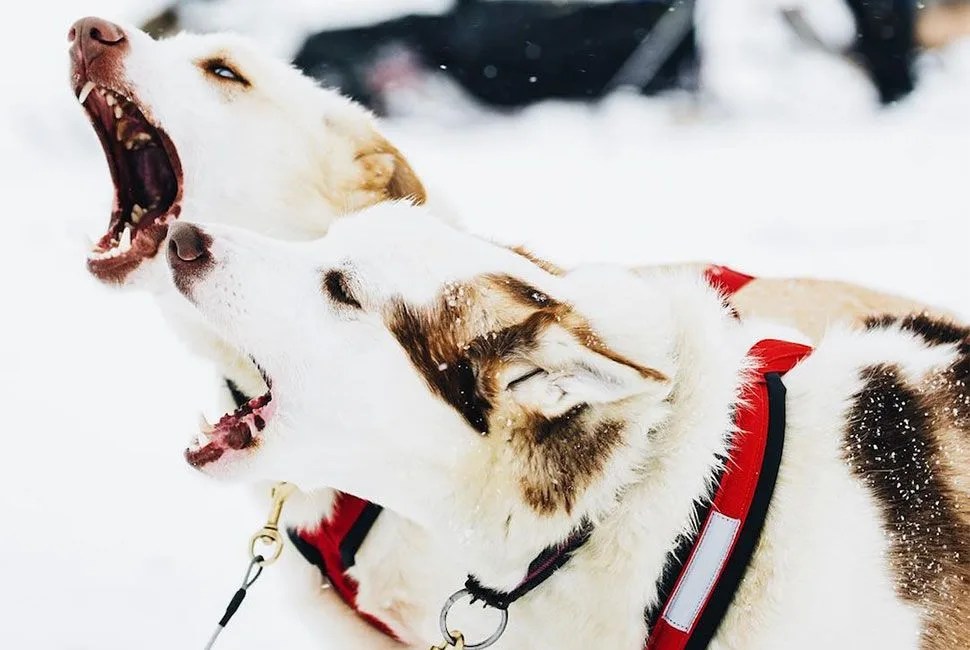 iditarod-challenge-gear-patrol-full-lead