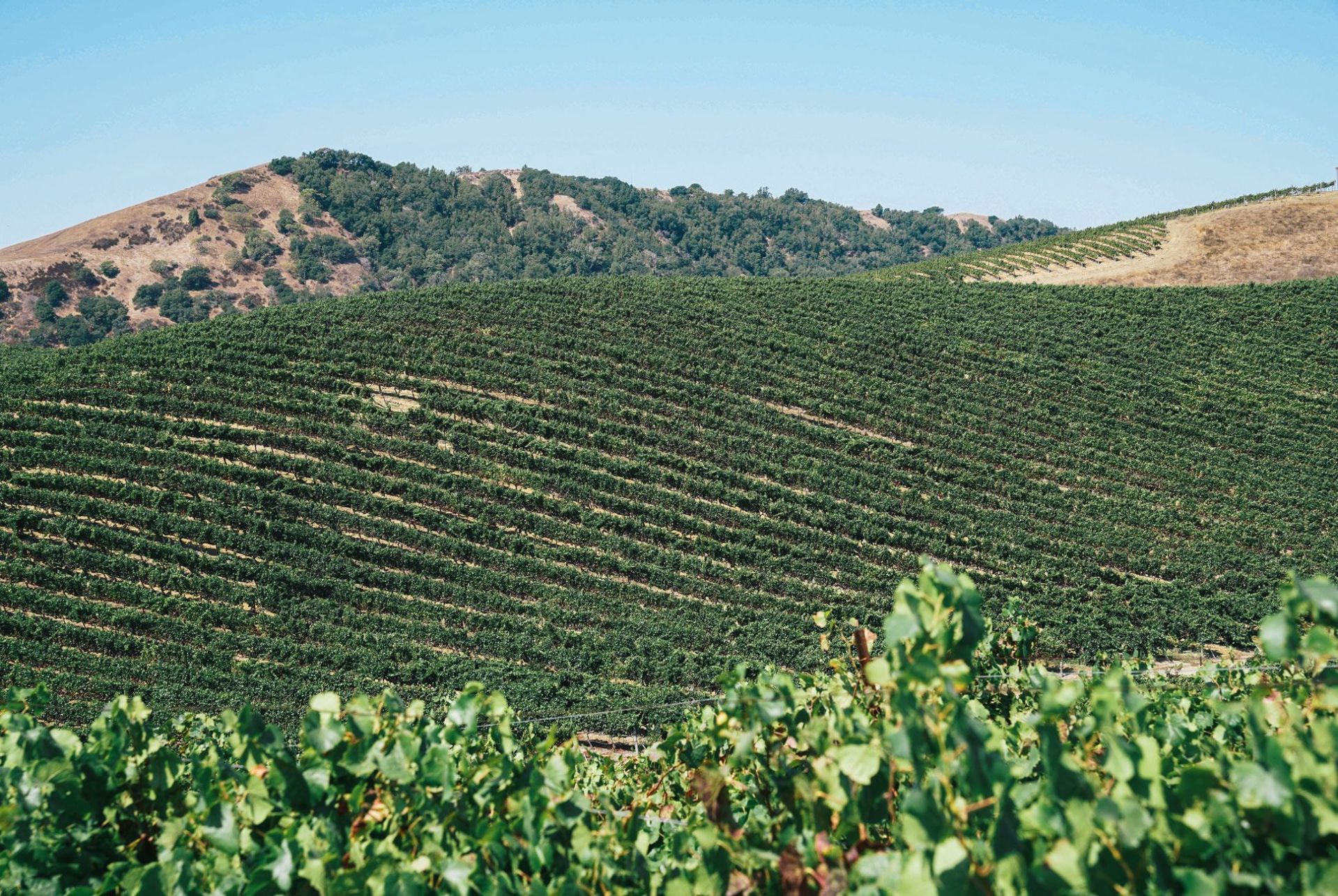 Pinot-Noir-Gear-Patrol-Ambiance-3