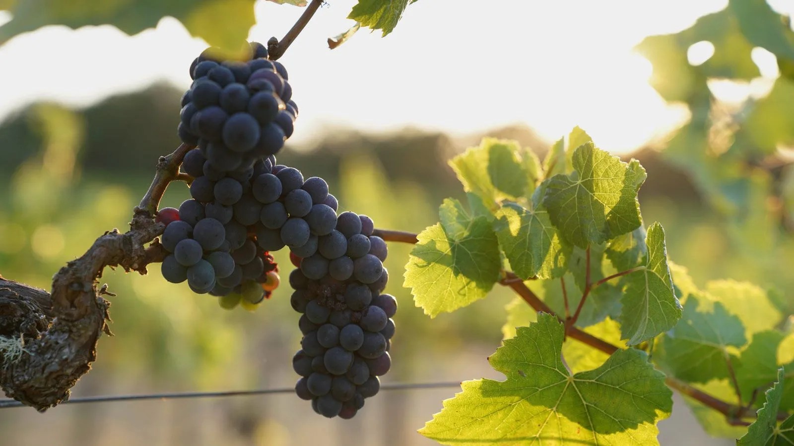 Pinot-Noir-Gear-Patrol-Lead-CINEMA-