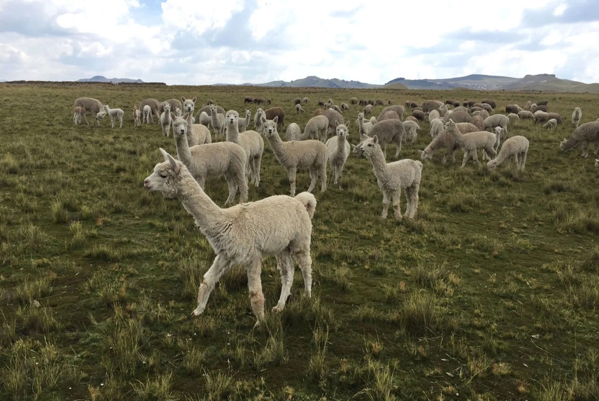 Naadam-gear-patrol-body