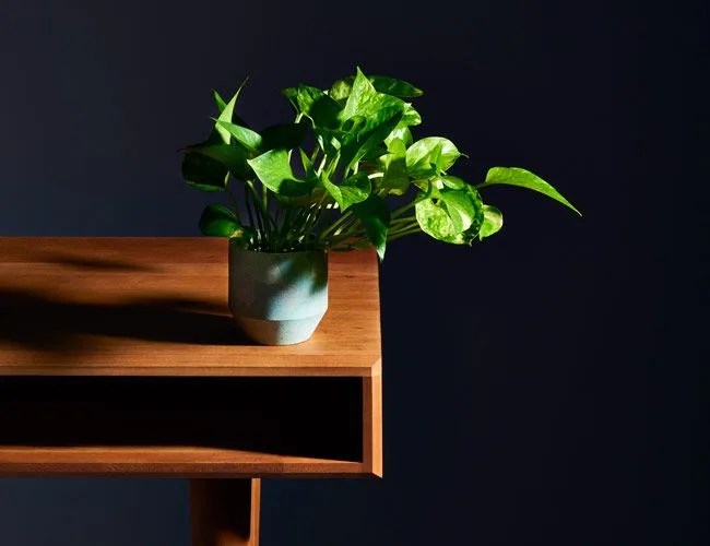 M2W-Winter-Plants-Gear-Patrol-Lead-Featured