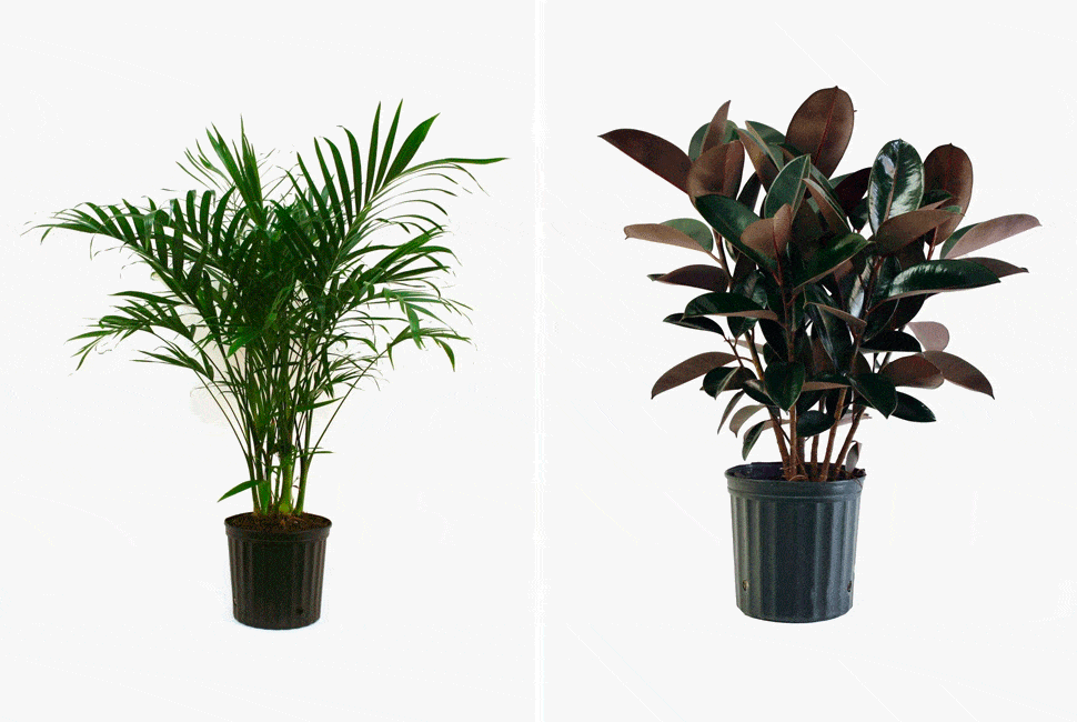 Home-Depot-Plant-Deal-gear-patrol-lead-full