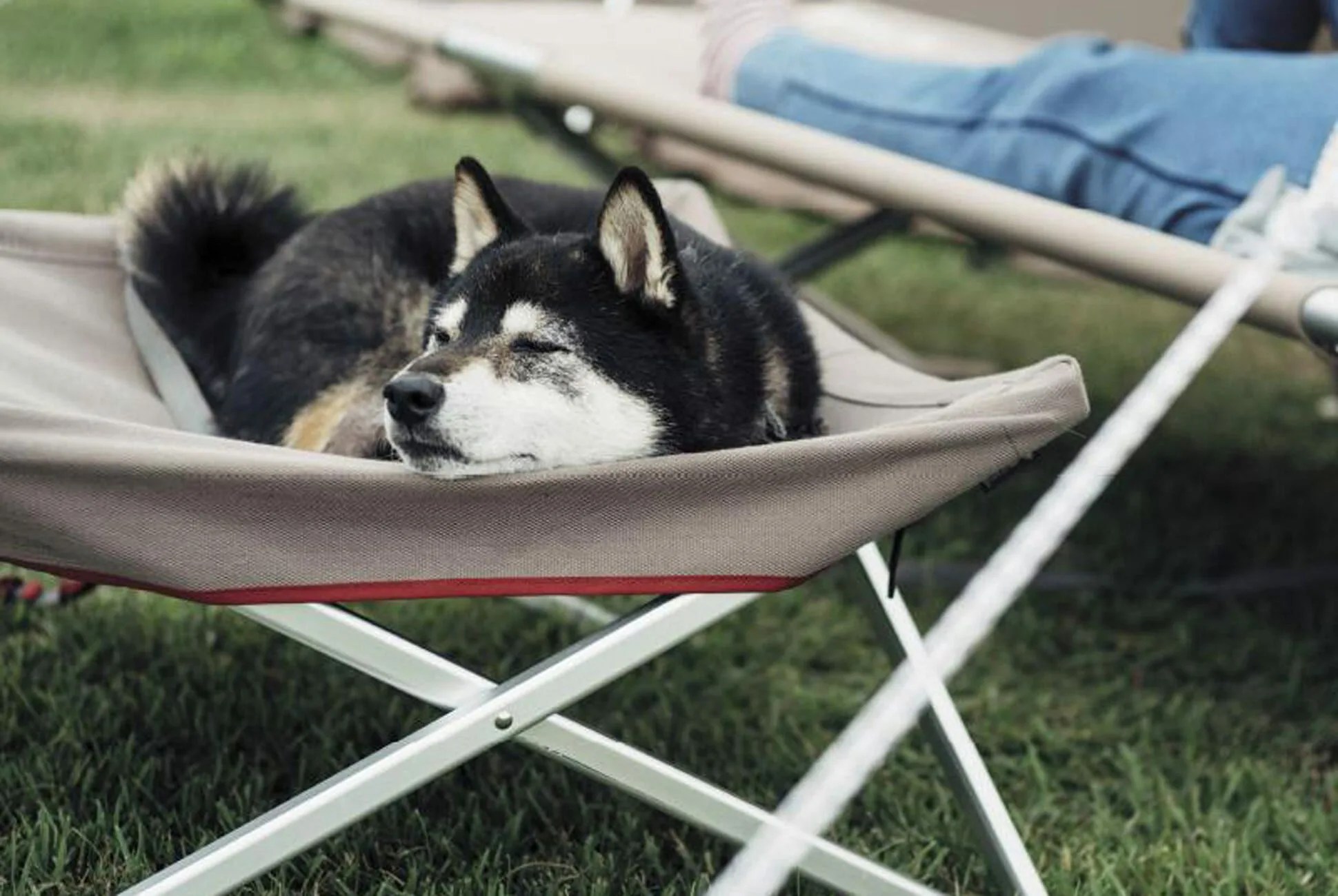 Snow-Peak-Dog-Cot-Gear-Patrol-Lead-Full