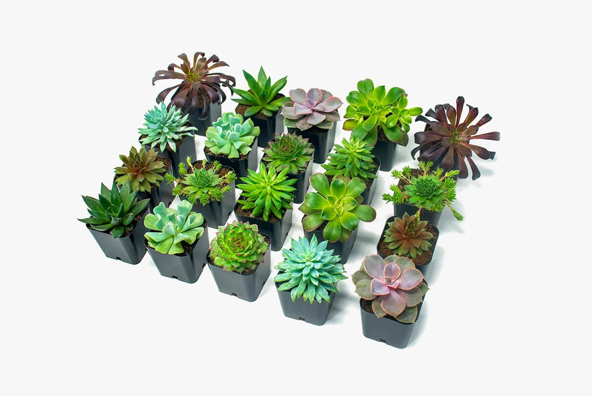 Amazon-Succulent-Sale-gear-patrol-full-lead
