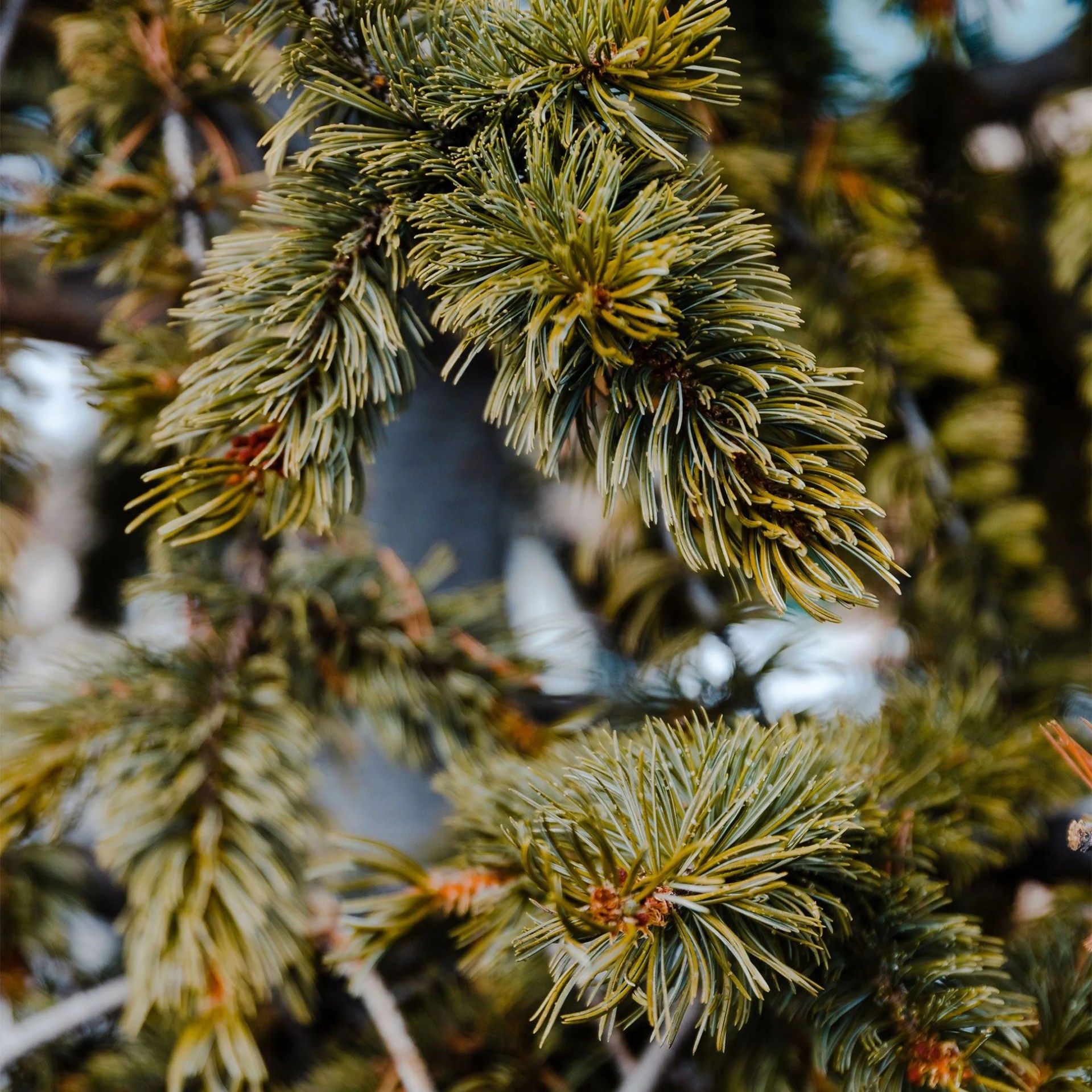 Best-Ski-and-Snowboard-Gear-of-2020-gear-patrol-025