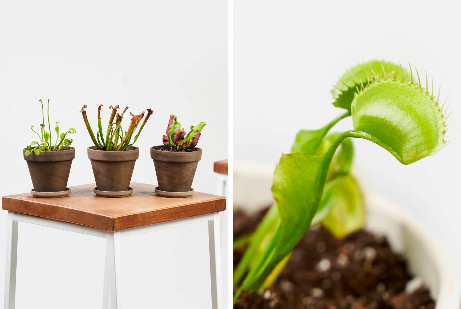 Bloomscape-Carnivorous-Collection-gear-patrol-lead-full