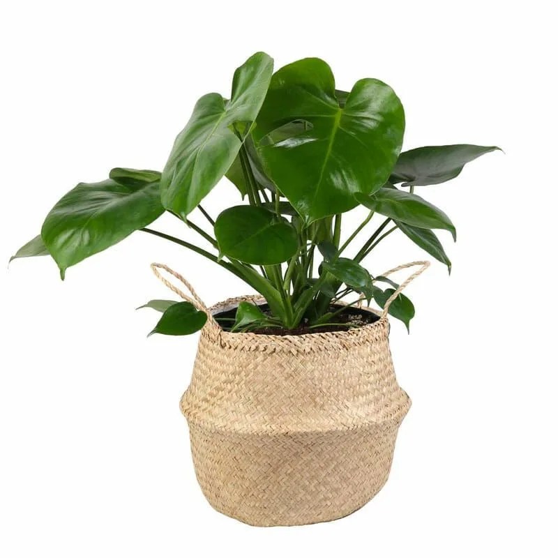 deals0529-gearpatrol-costafarms