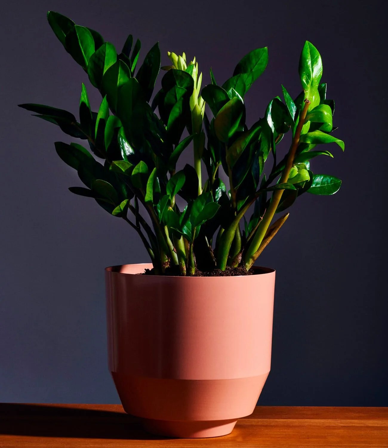 replant houseplants gear patrol ambiance 2