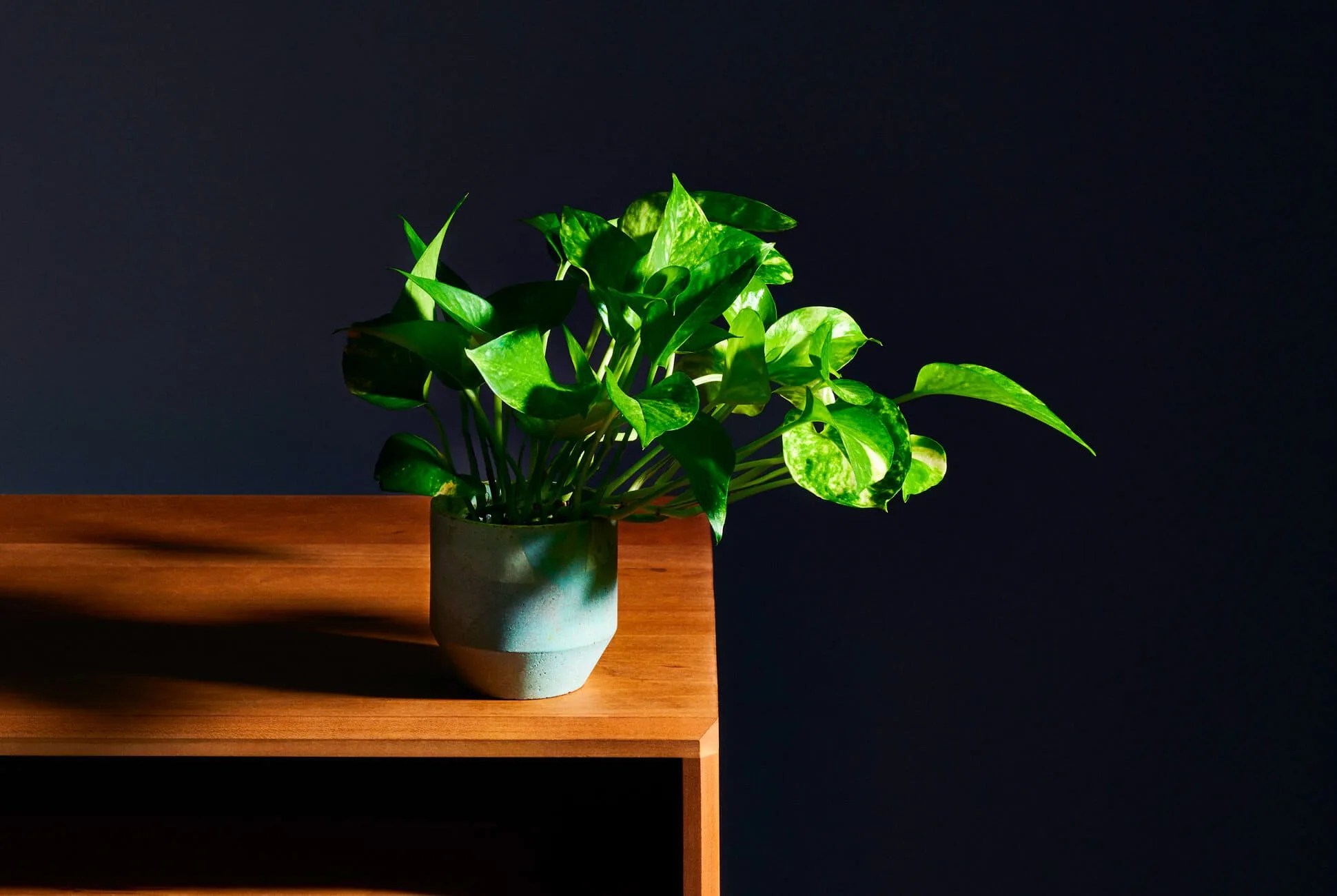 replant houseplants gear patrol lead full