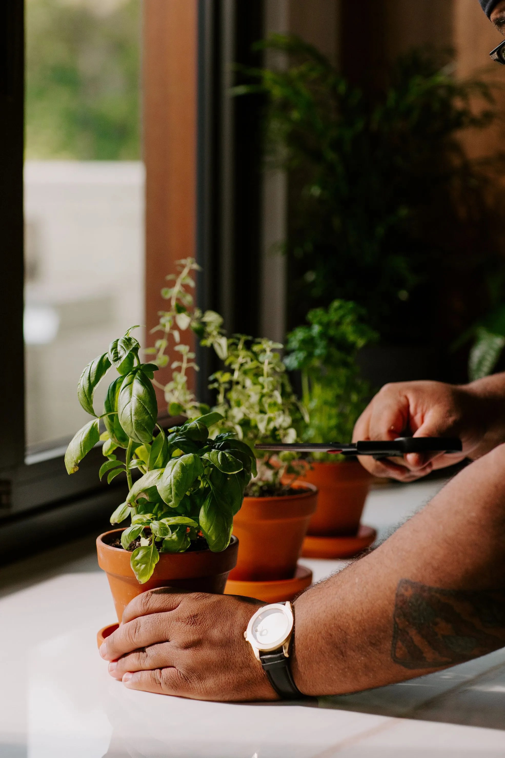 person cutting herbs
