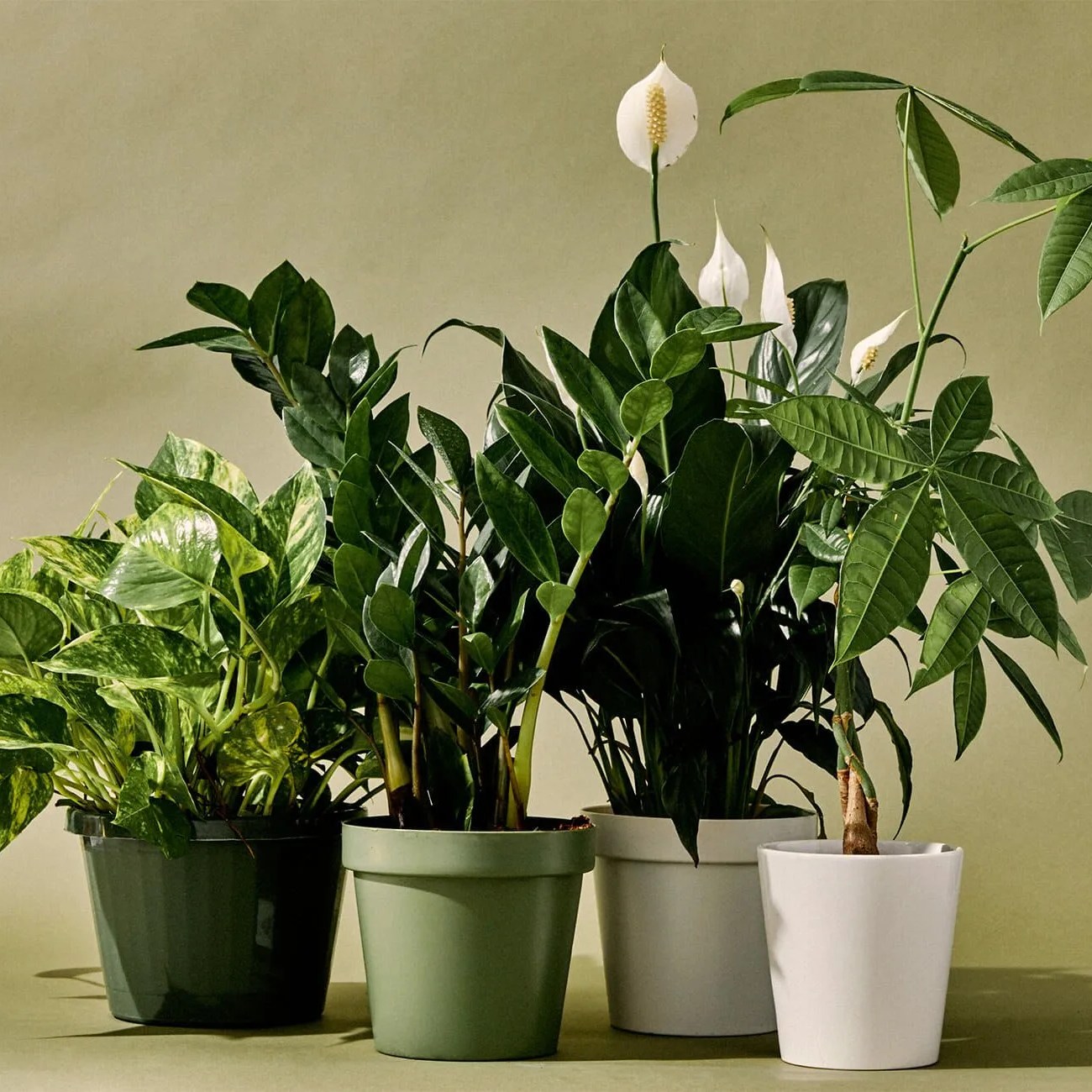 assortment of indoor plants