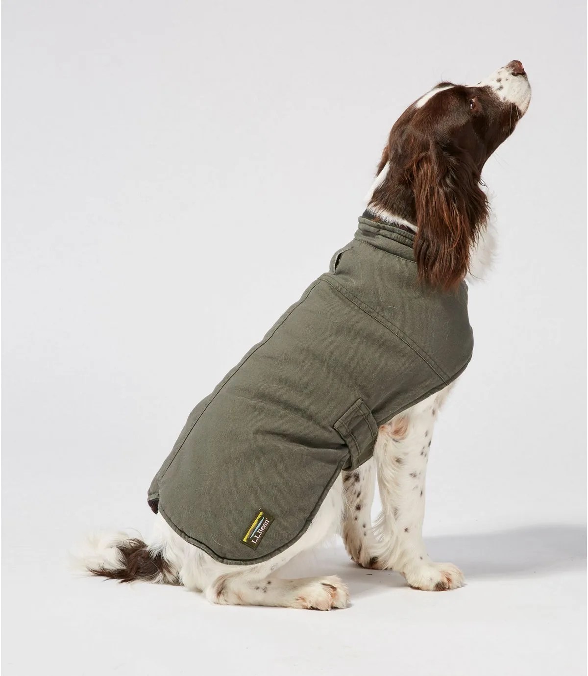 dog coat