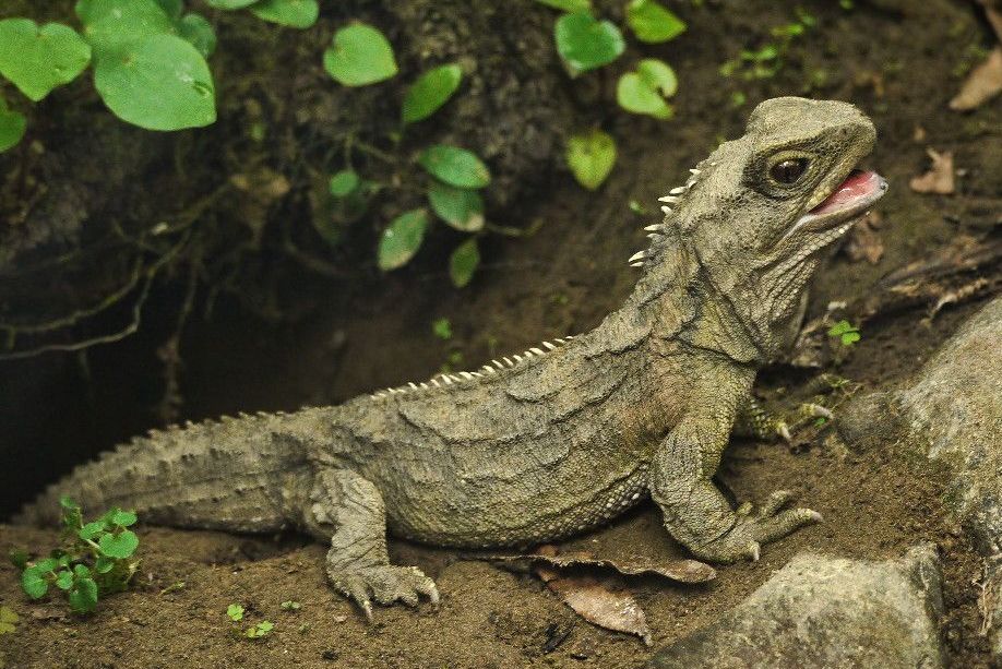 tuatara