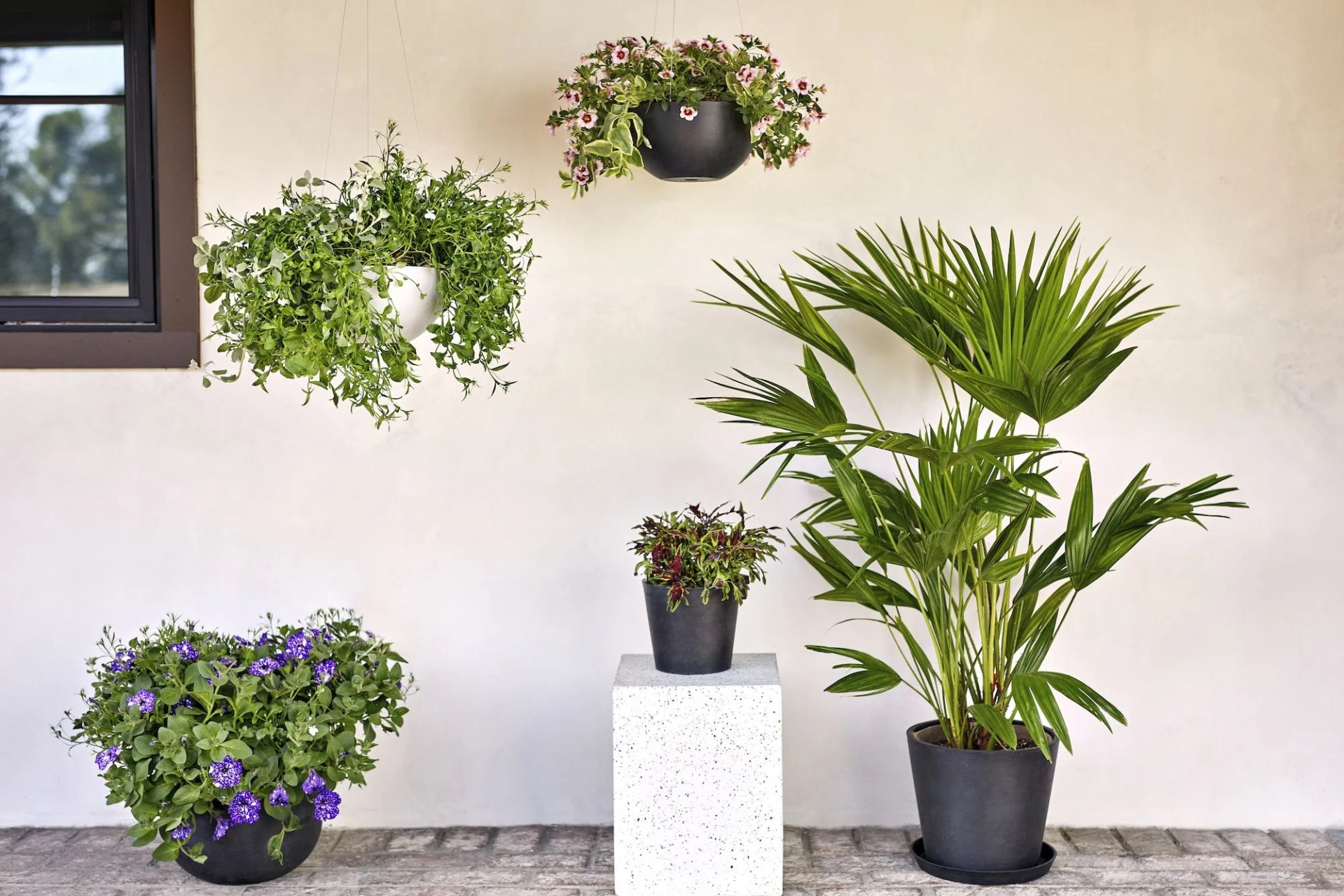 outdoor plants