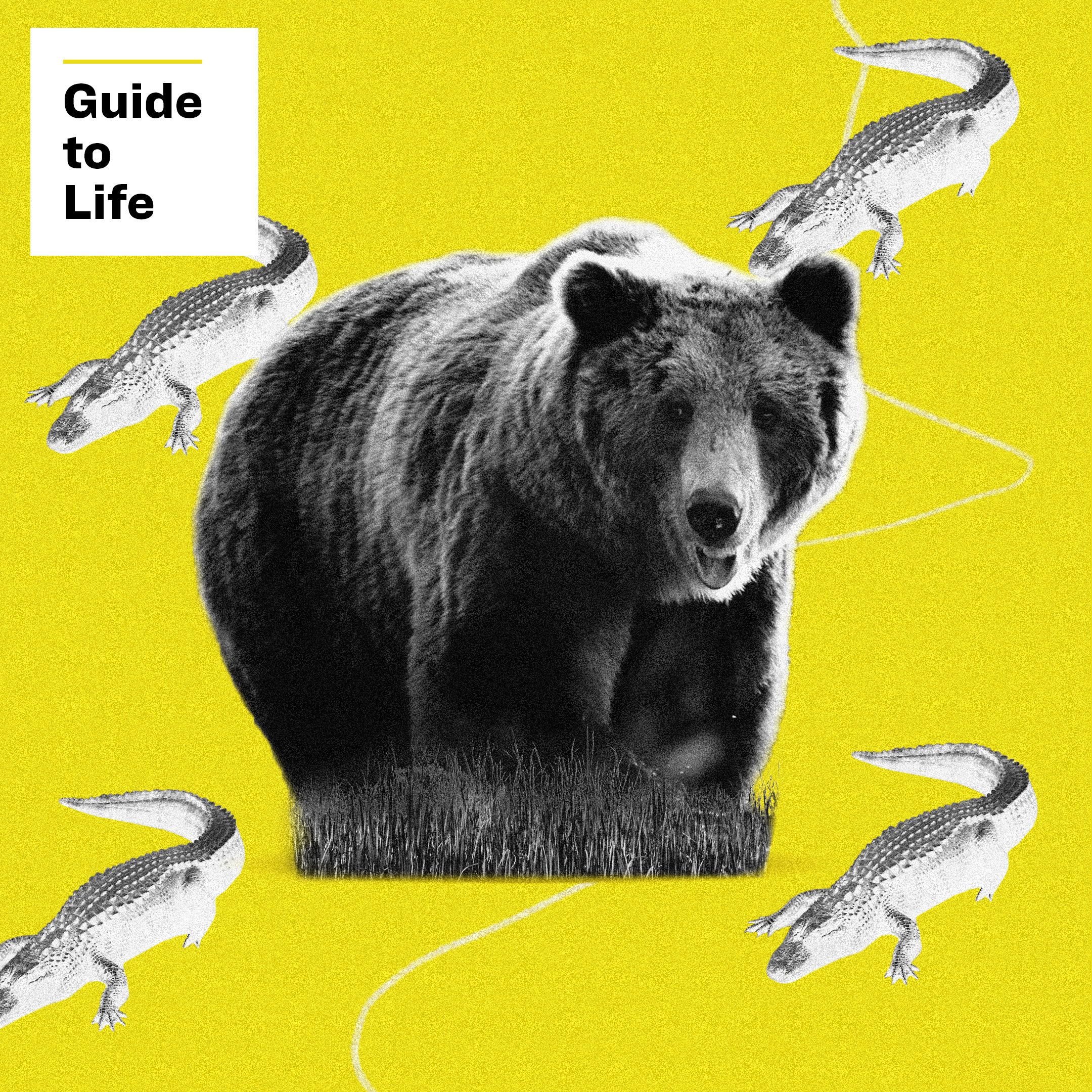 bear and alligator guide to life
