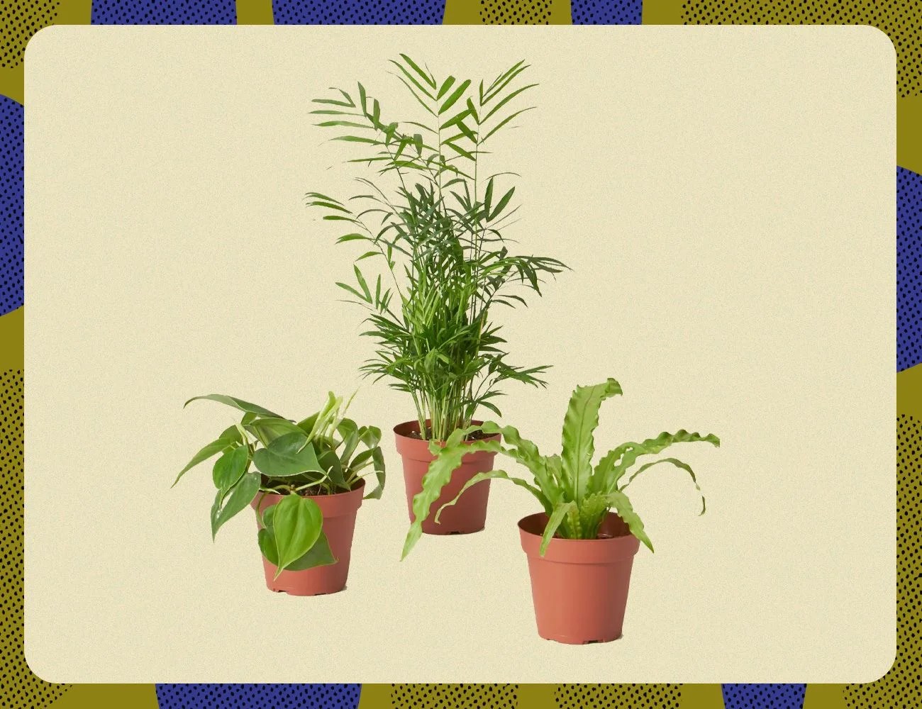the sill plant parent set