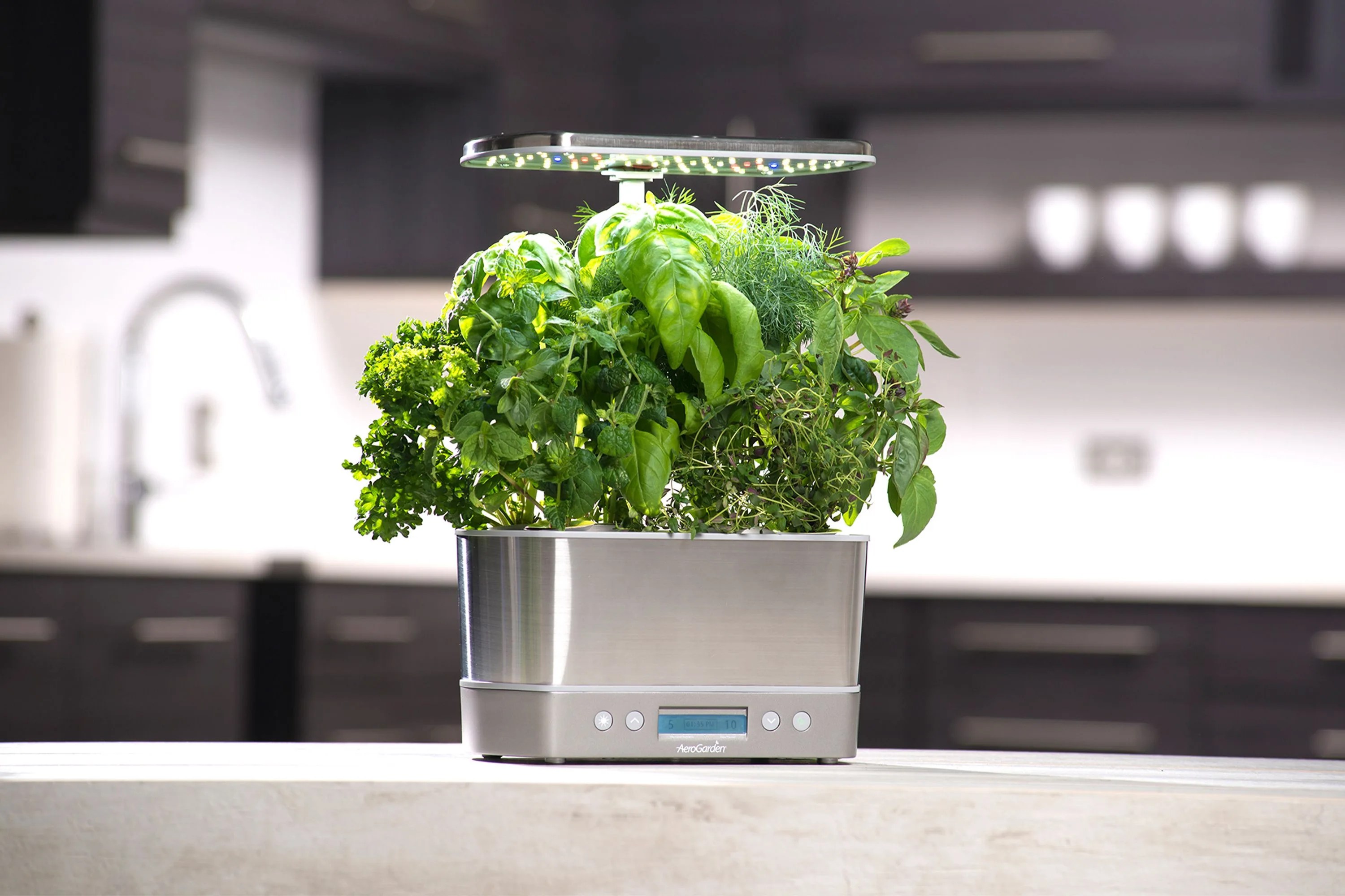 growing a plant