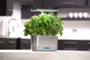 growing a plant