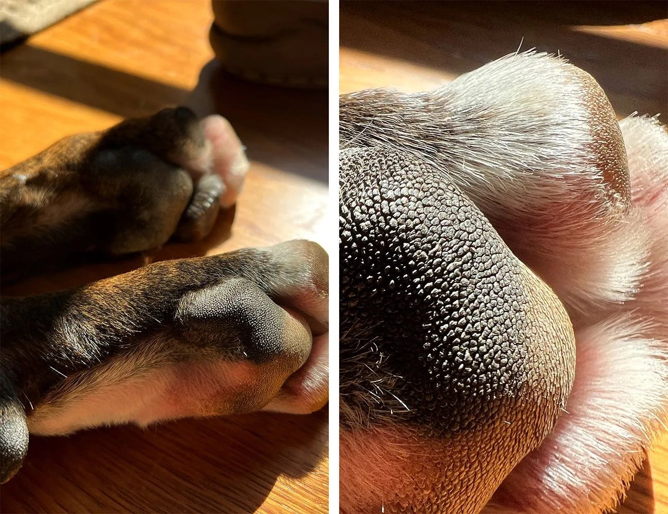 dog paws