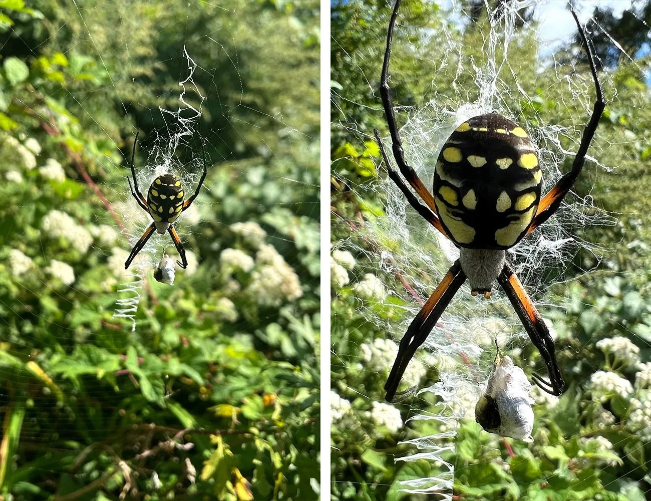 garden spider