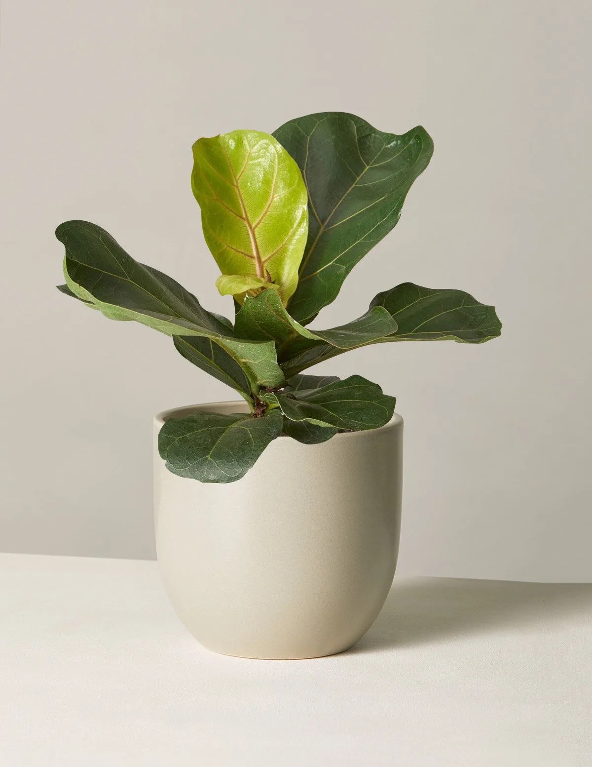 Fiddle Leaf Fig