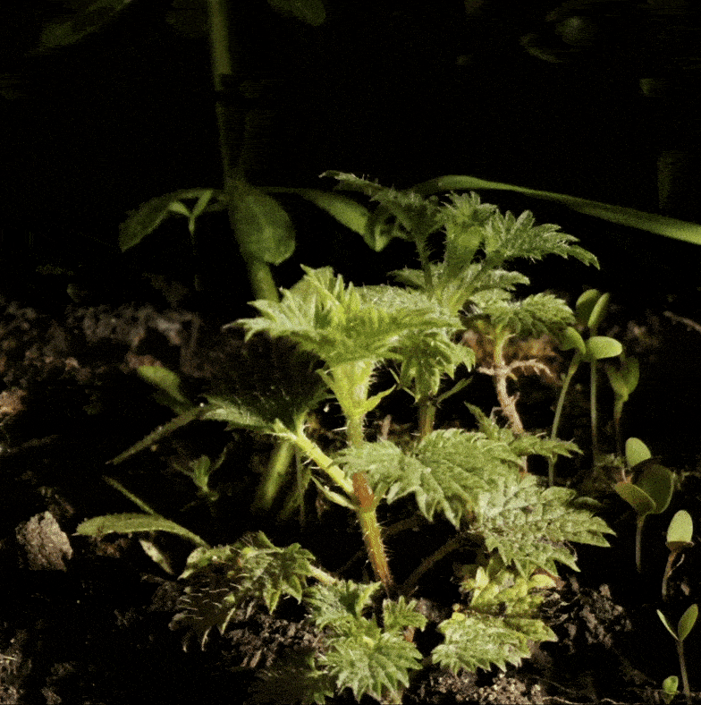 pangaia nettle