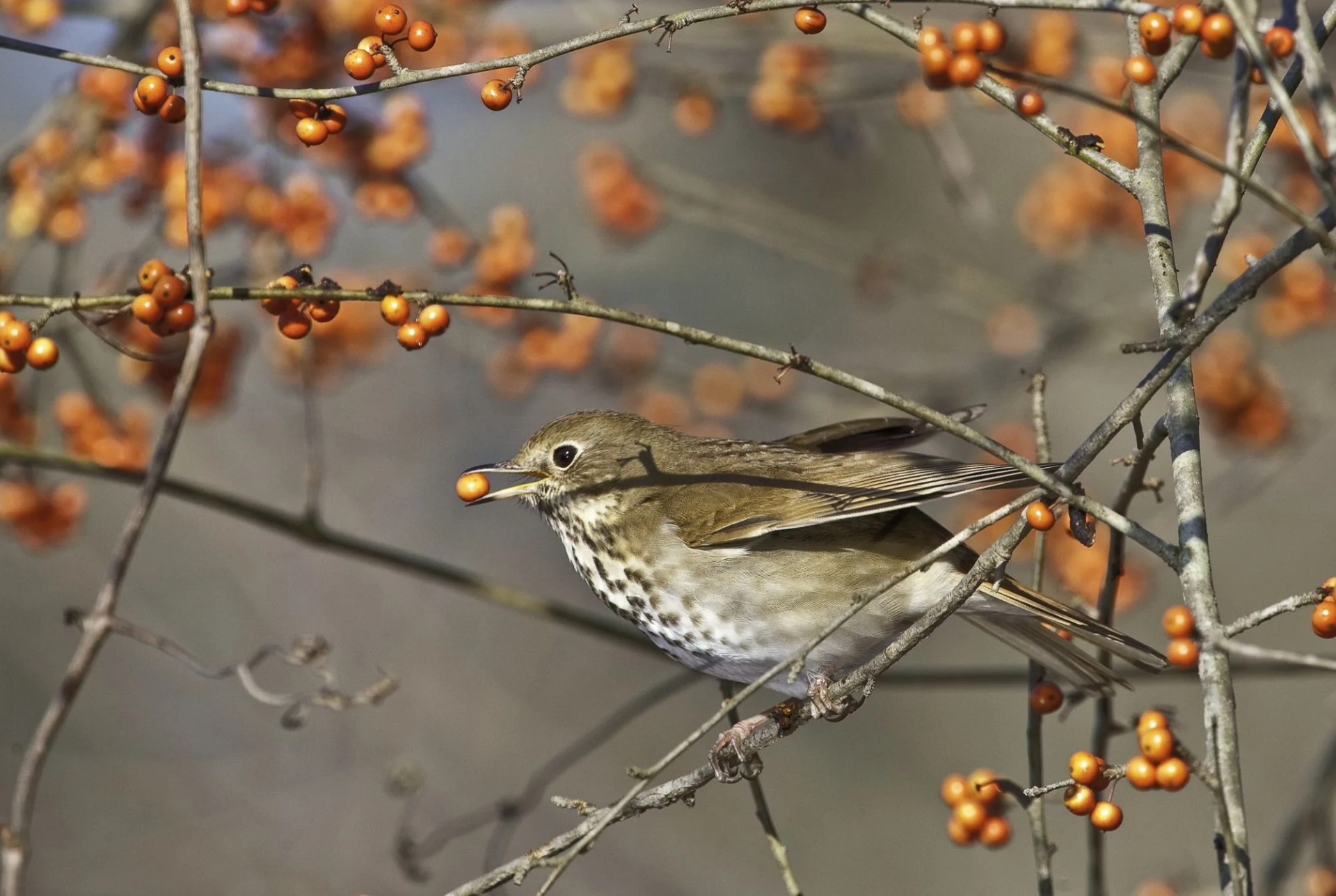 hermit thrush eating berry