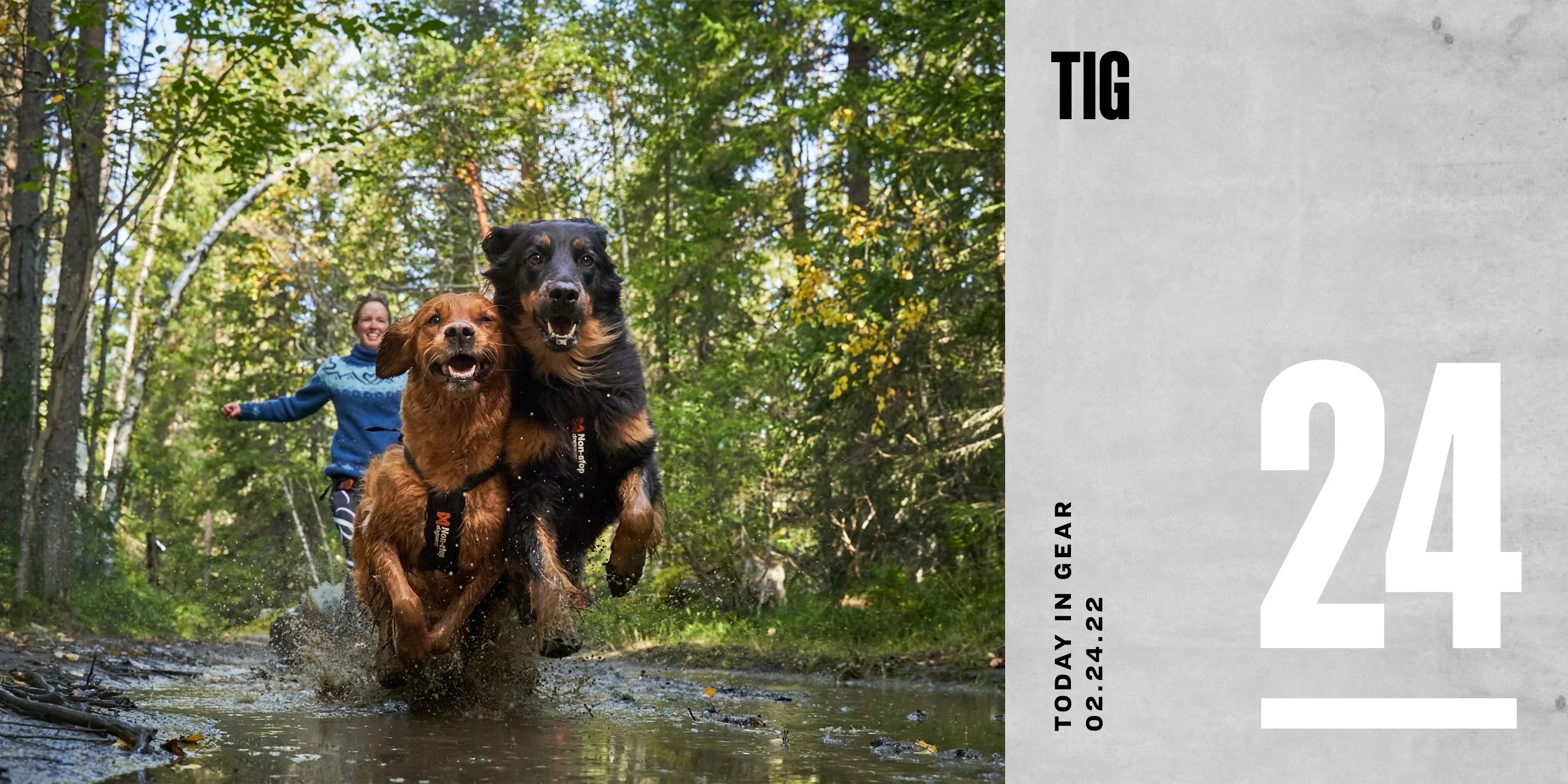 today in gear february 24 2022 two dogs taken on a walk by a woman in a muddy forrest wearing non stop dogwear harness