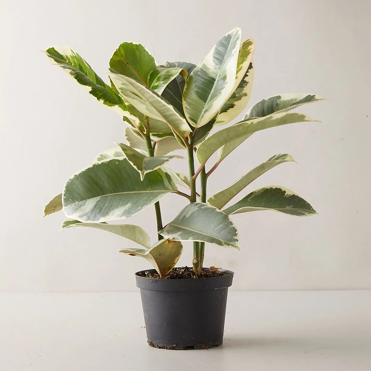 ficus tineke plant