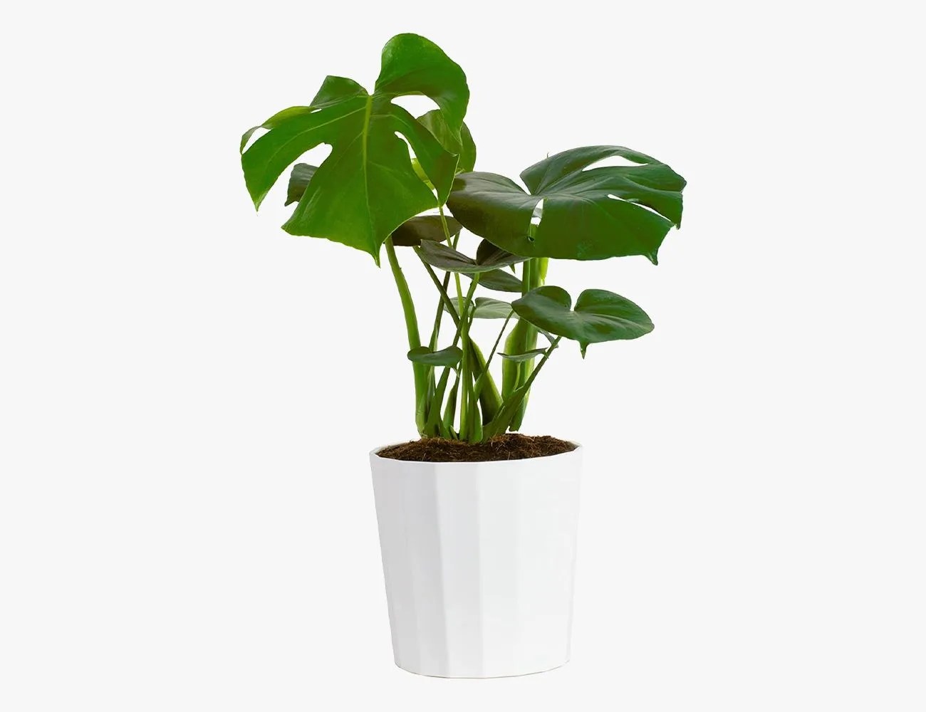 Costa Farms Split-Leaf Philodendron Monstera Deliciosa Indoor Plant