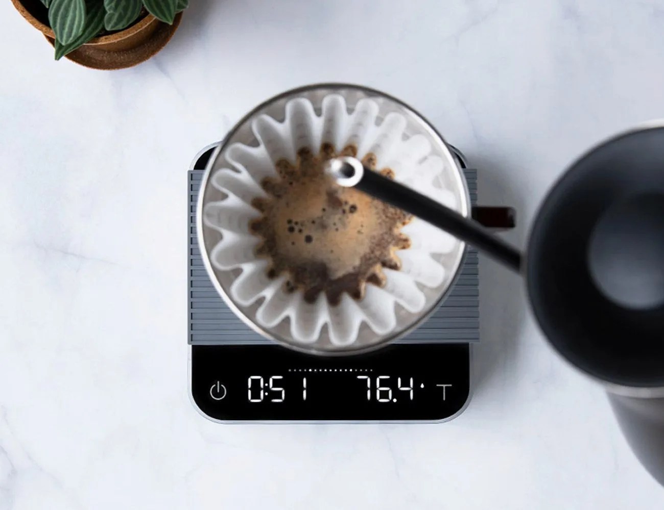 acaia pearl scale