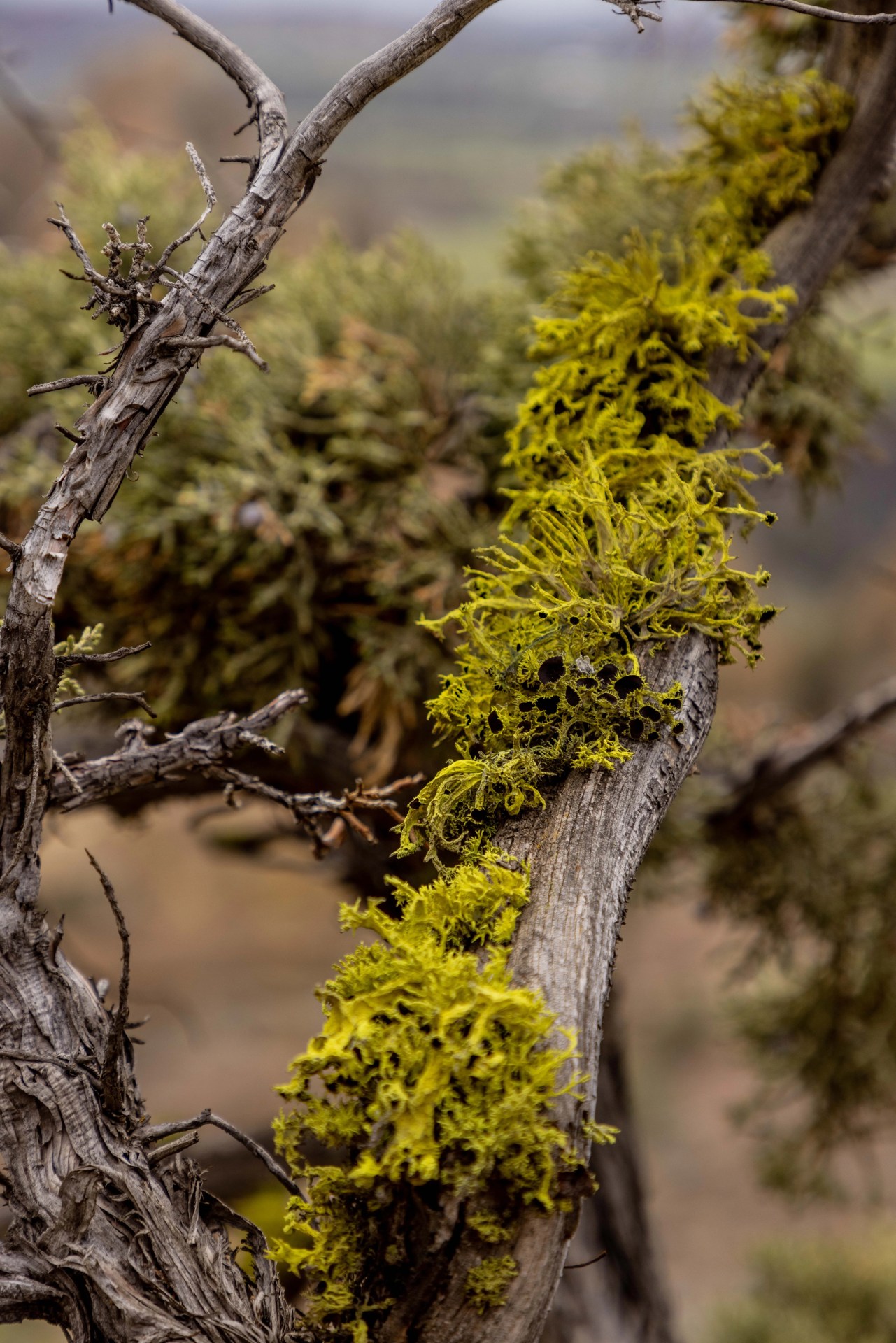 tree with vegetation growing on it