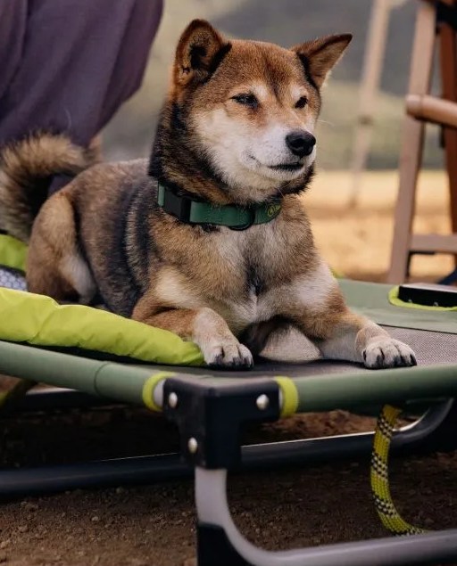 dog sitting on backcountry x petco bed