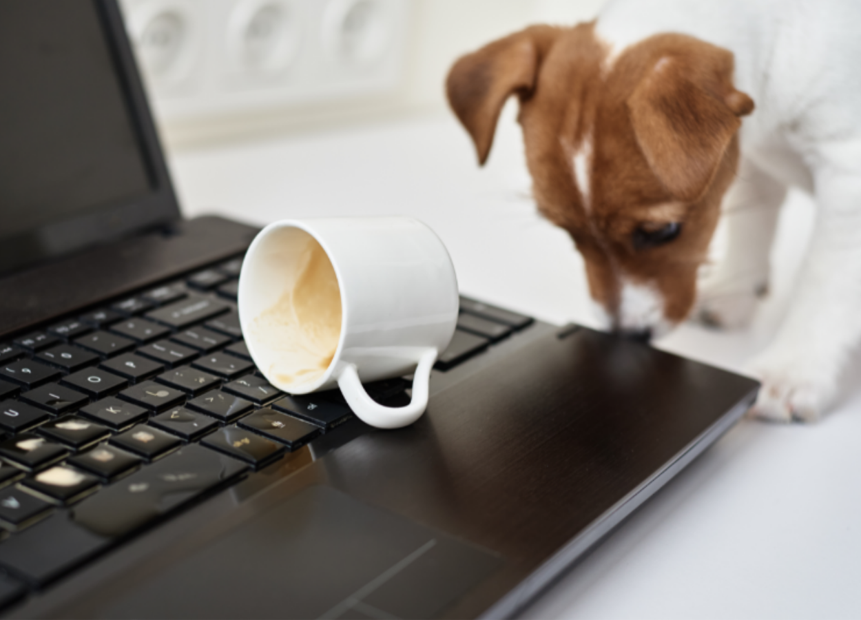 puppy accidentally knocked over cup of coffee onto black laptop