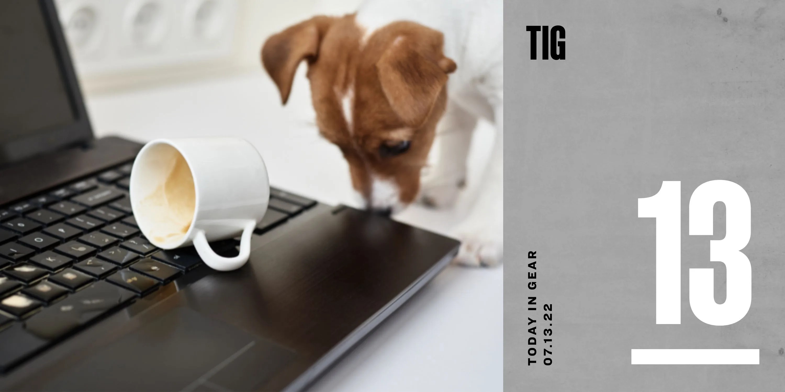 today in gear july 13 2022 mulberry puppy knocked over cup of coffee onto laptop