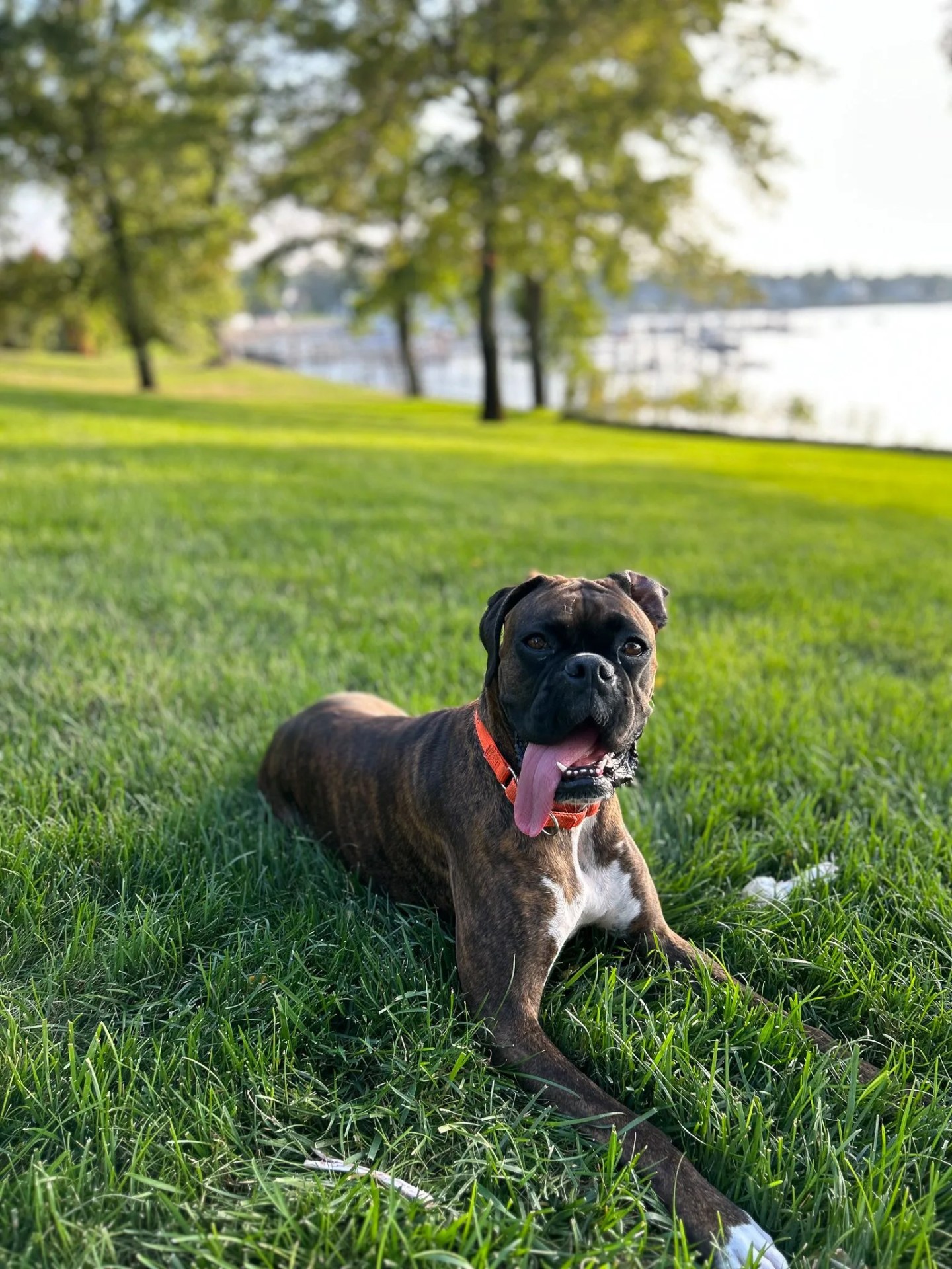 dog laying in the grass